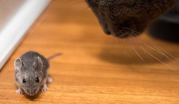 Foto: Närbild på en katt som tittar ner på en mus på ett parkettgolv.